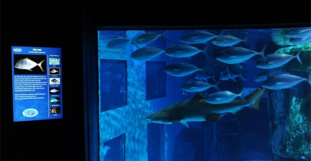 Aquarium mit interaktiver Beschilderung: Atlantischer Braunhai....