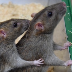 Thumbnail-Foto: Ratten treiben untereinander Handel