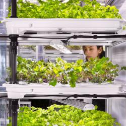 Thumbnail-Foto: Instore Farming: Wenn die Petersilie im Supermarkt wächst...