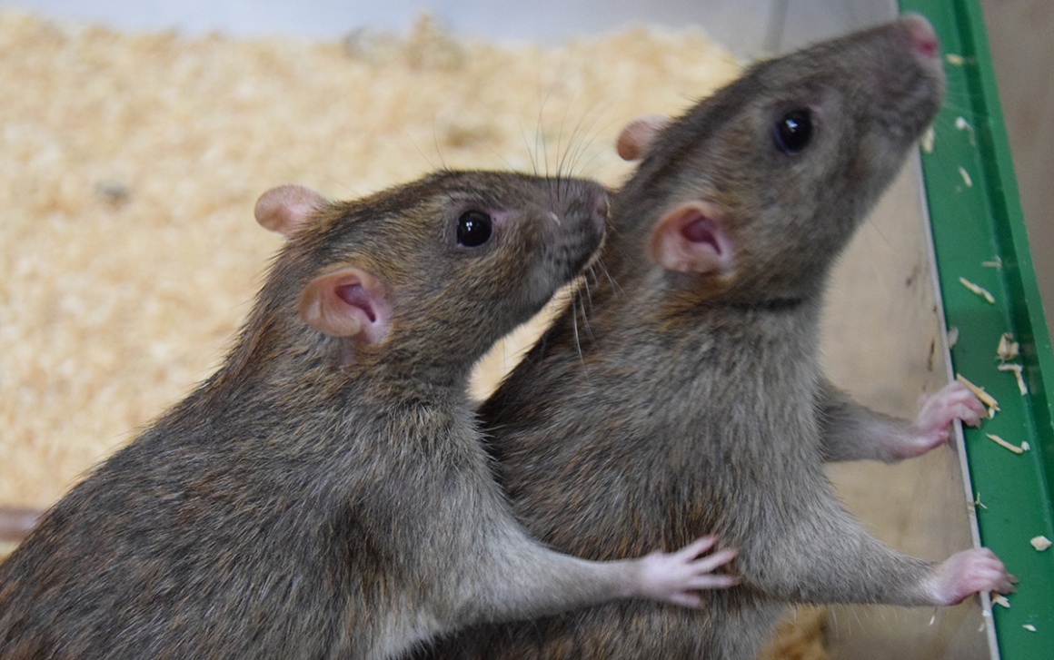 Foto: Zwei Ratten in einem Käfig; copyright: Institut für Ökologie und...